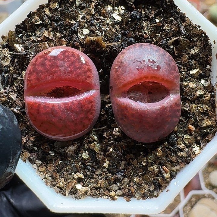 生石花11111111。   216