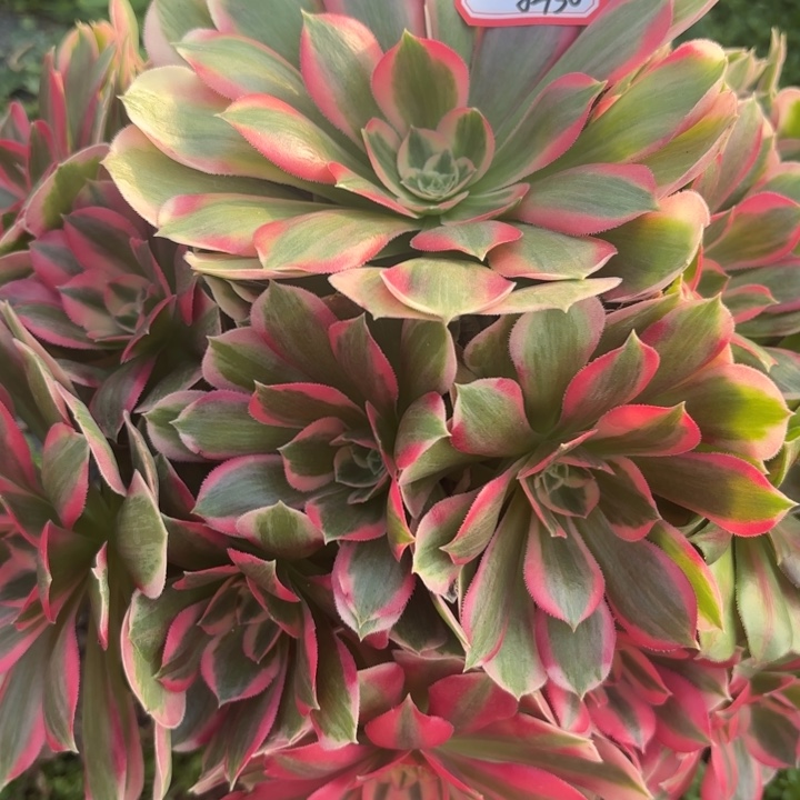 粉仙多肉法师不包损30