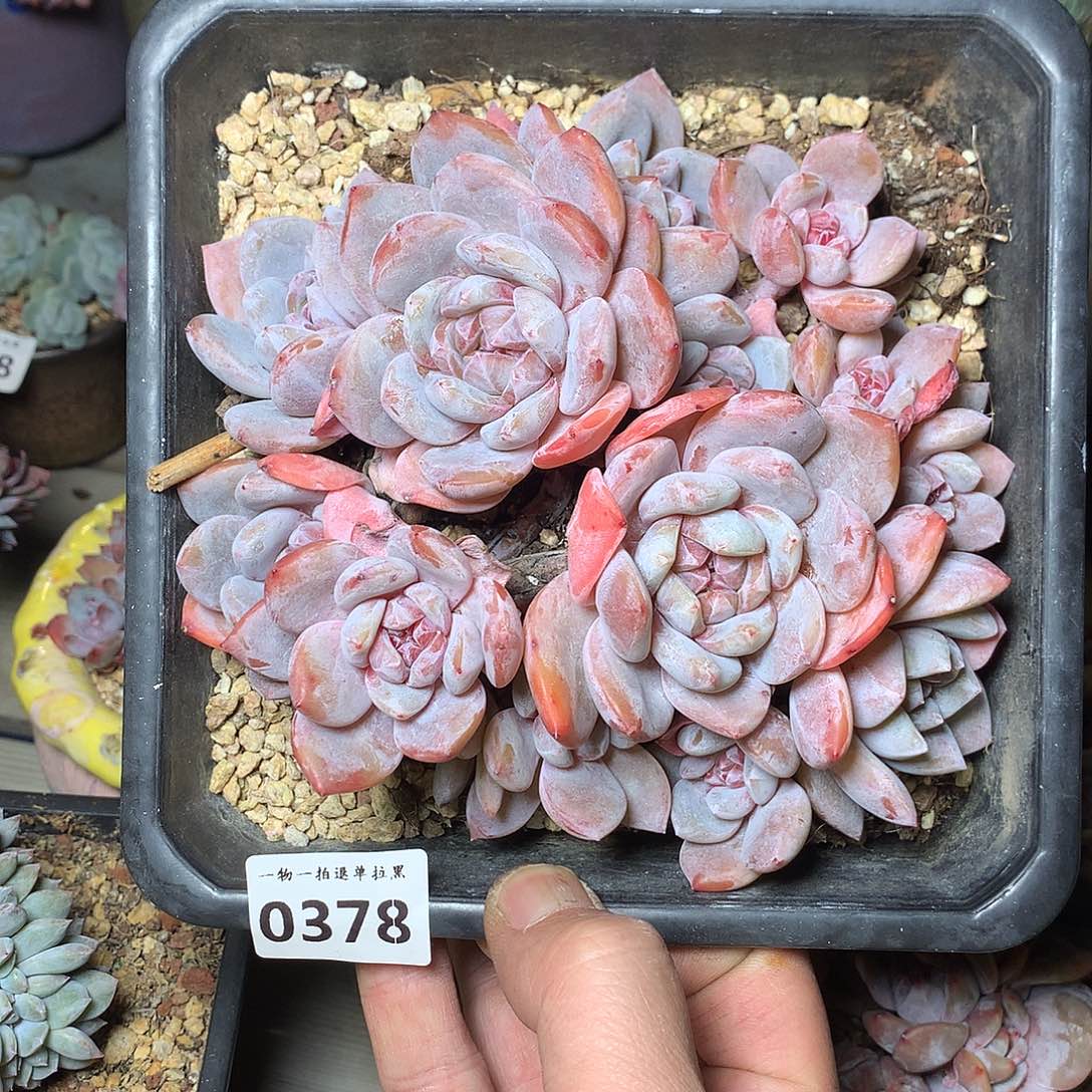 378石榴籽星影15.5厘米