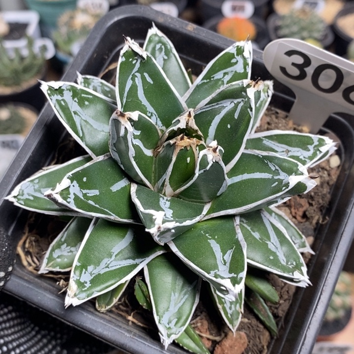 笹之雪龙舌兰306号11cm