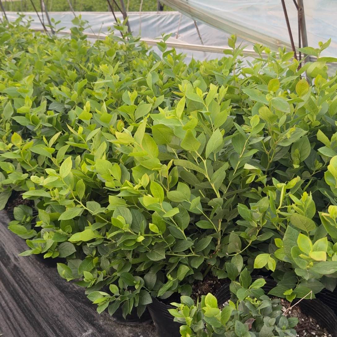 你*他大钵25一物一拍2323