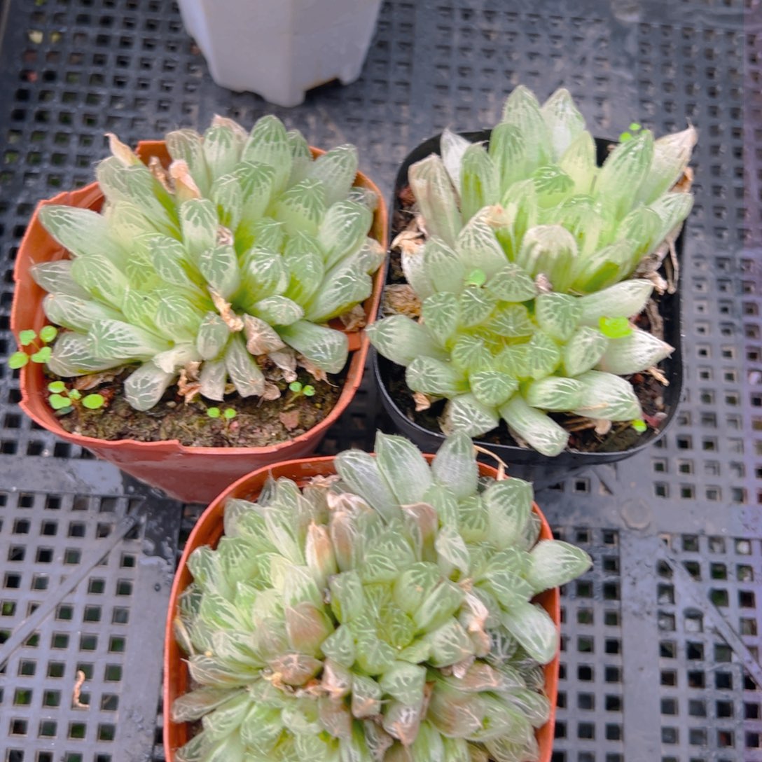 白斑玉露多肉多肉 一颗