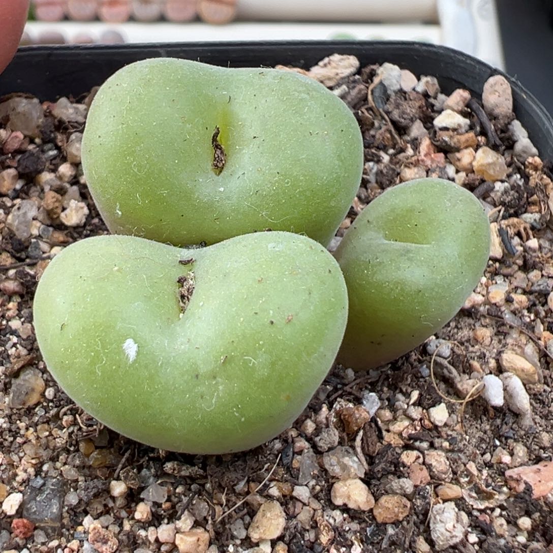 12.12好看的多肉脱土发货775