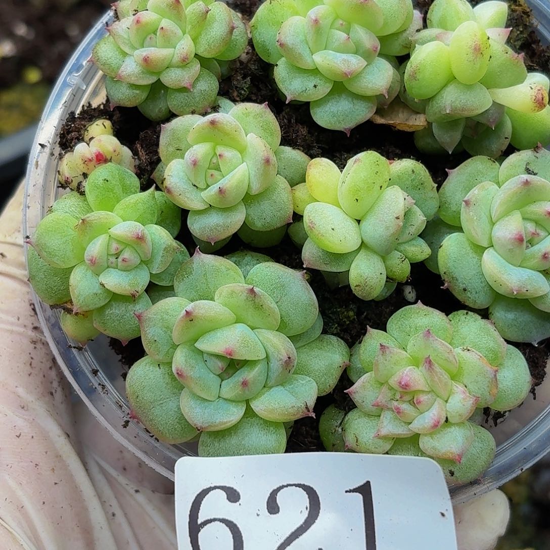 多肉植物多肉植物621