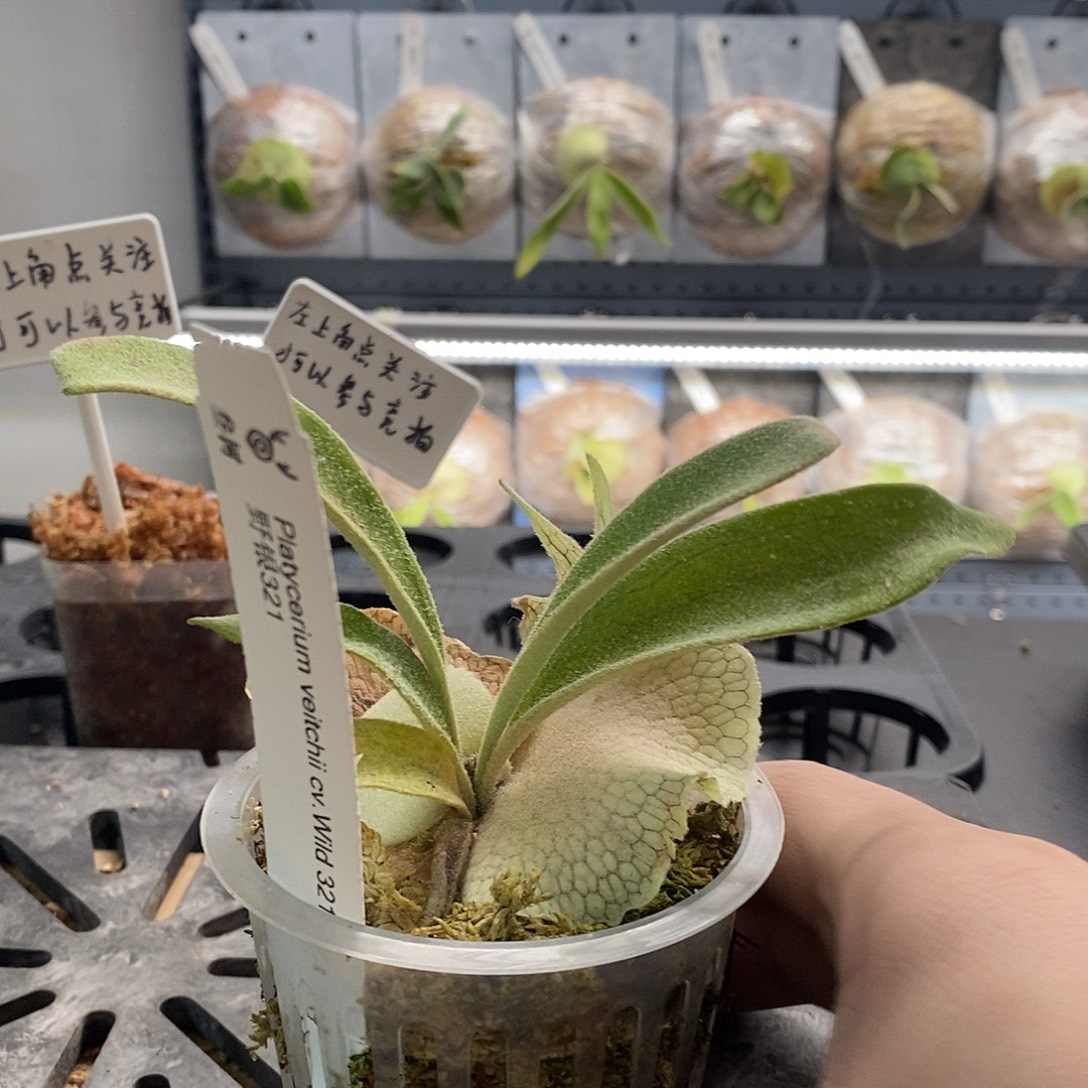 无花朵野银321鹿角蕨