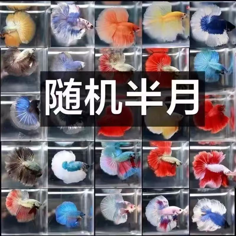 半月随机好养耐活的小型热带观赏鱼半月婚纱鱼