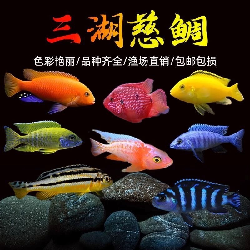 精品马鲷鱼大号三湖慈鲷9-18公分观赏鱼耐活好养直播选鱼