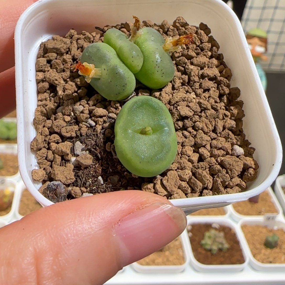 肉锥多肉植物组合-水晶鞋一盆942