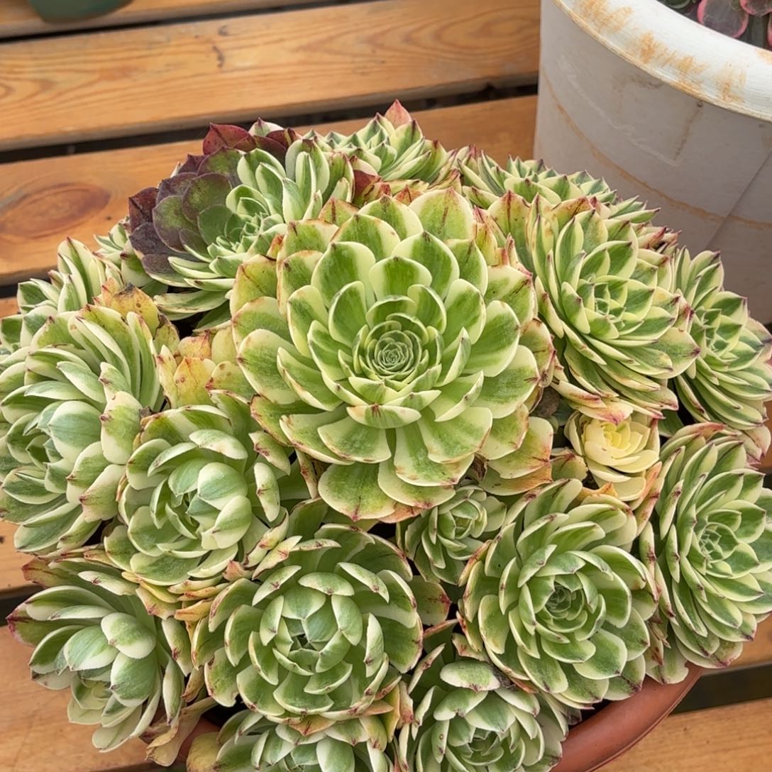 云南多肉植物伊丽莎白