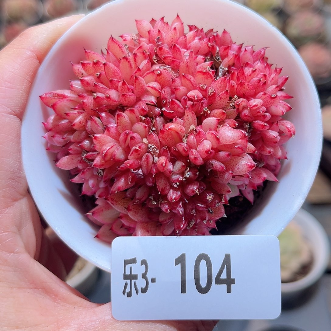 乐3-104 新品缀化