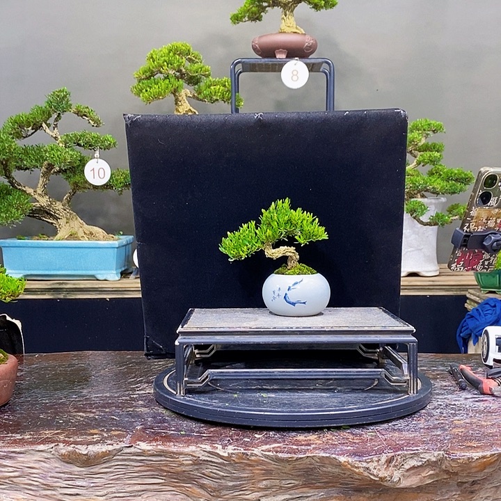 无花朵m黄杨盆景四季常青