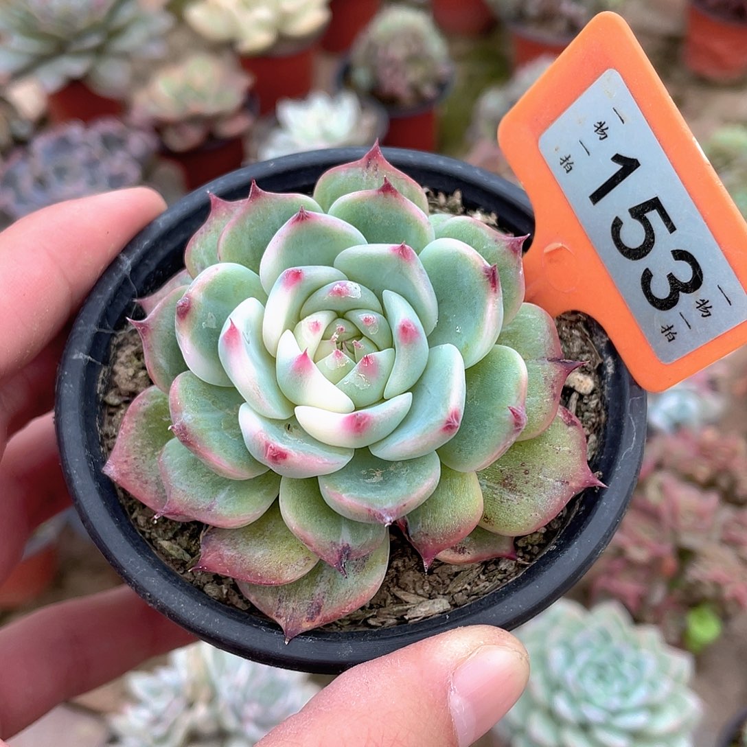 安***好153号多肉植物盆栽