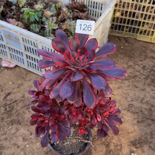 香奈儿2号棚126多肉植物