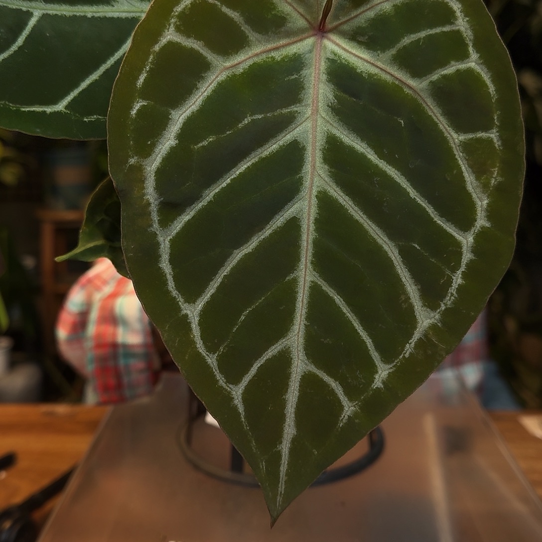 完全开放L26红水晶杂阿波罗