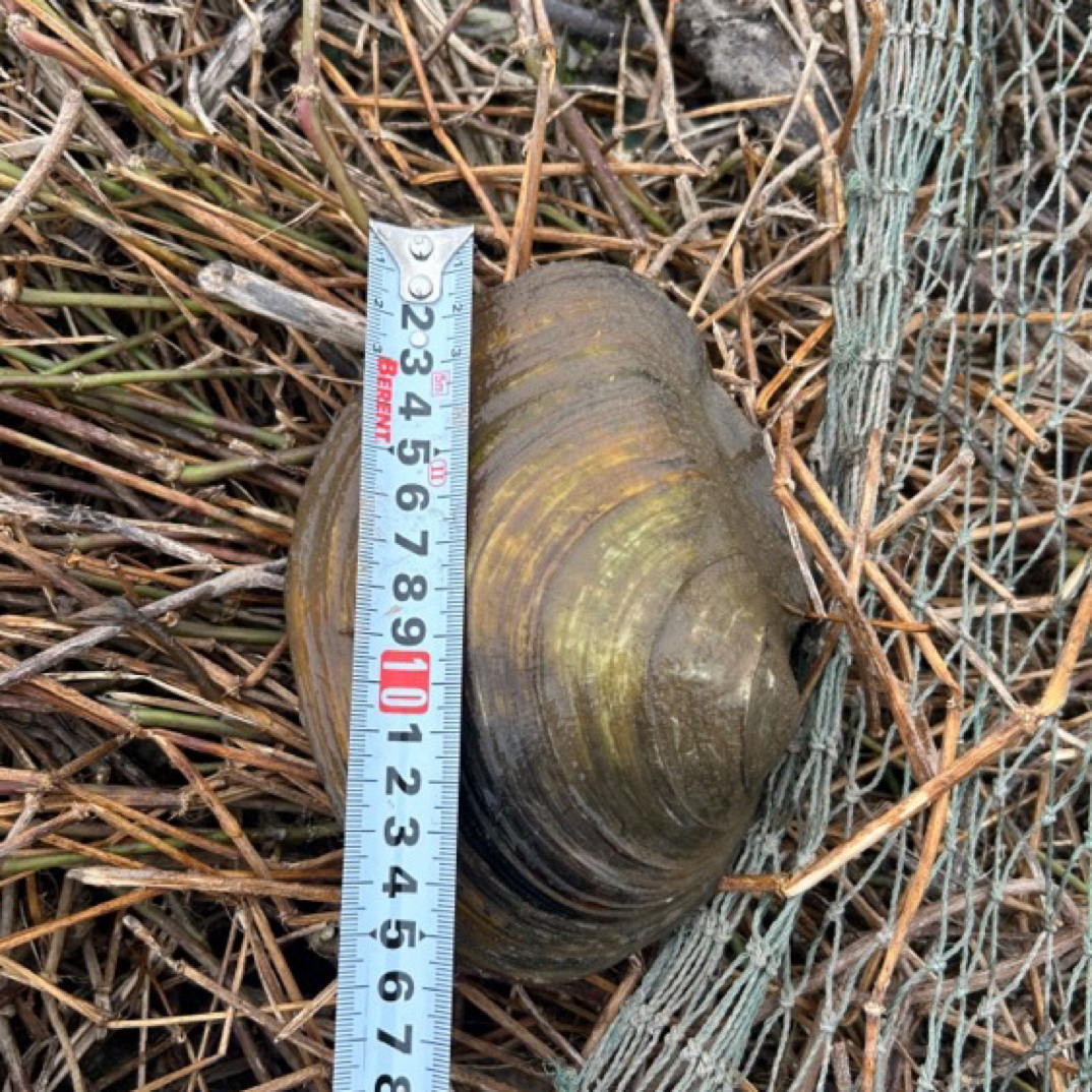 洪湖新鲜生态河蚌可食用可观赏冷链包邮鲜活到家
