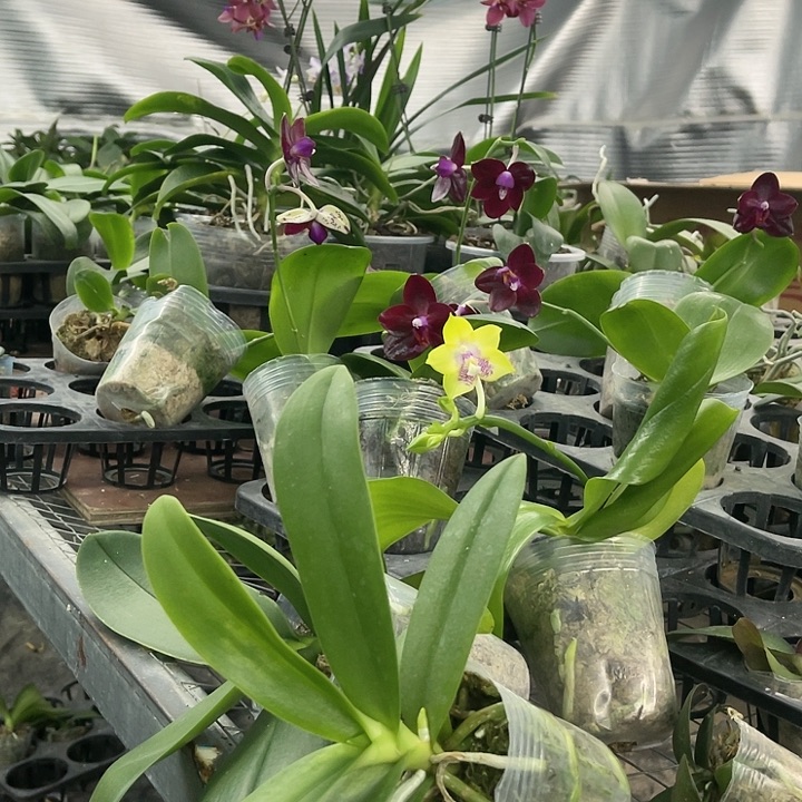 威***当前无花栽培后可以开花小水仙