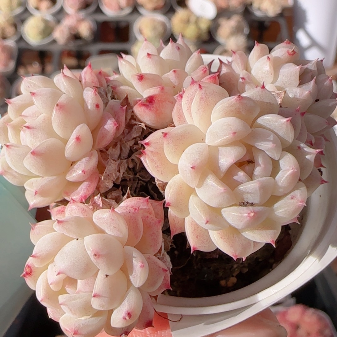 花语多肉0104-338散