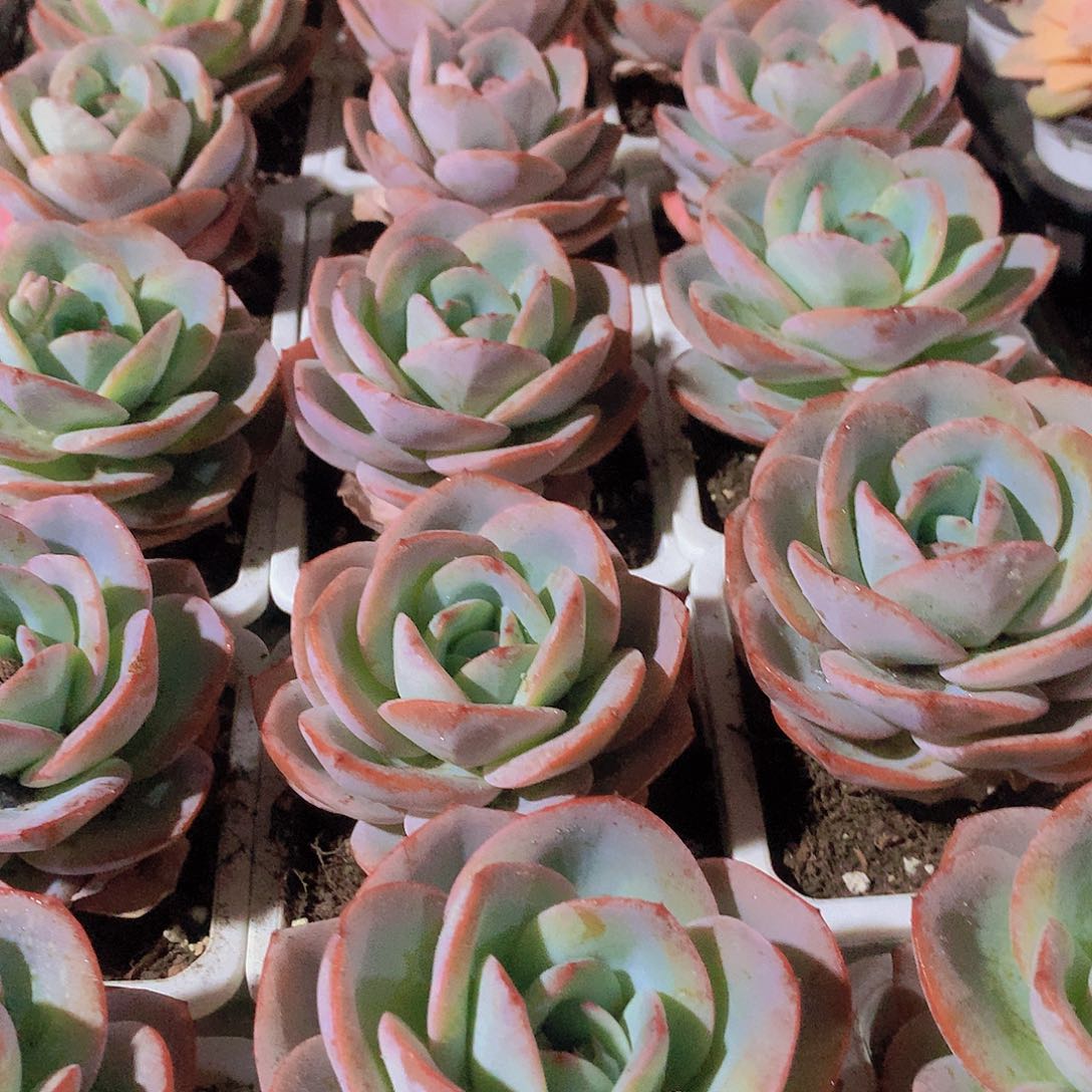 单头布鲁兰235678999000