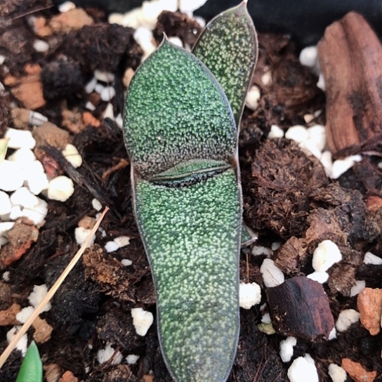 黑莺转旋转蜗牛蜗牛