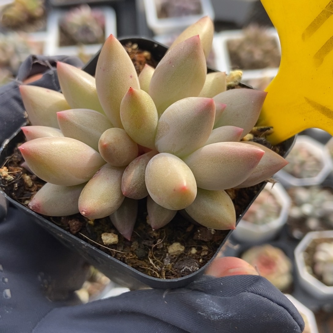 1103水晶球多肉植物