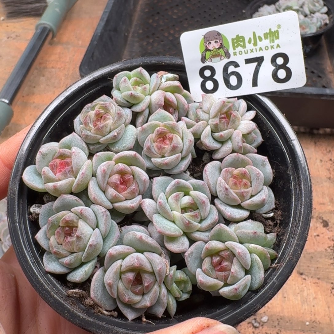 多肉植物多肉植物