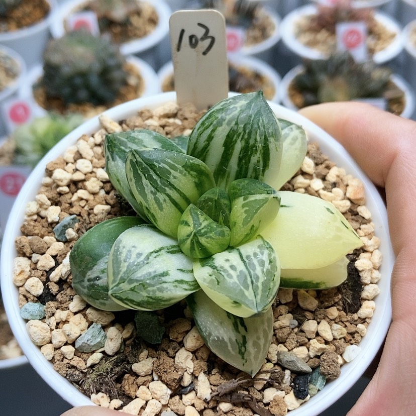 【闪购商品】103实生寿锦