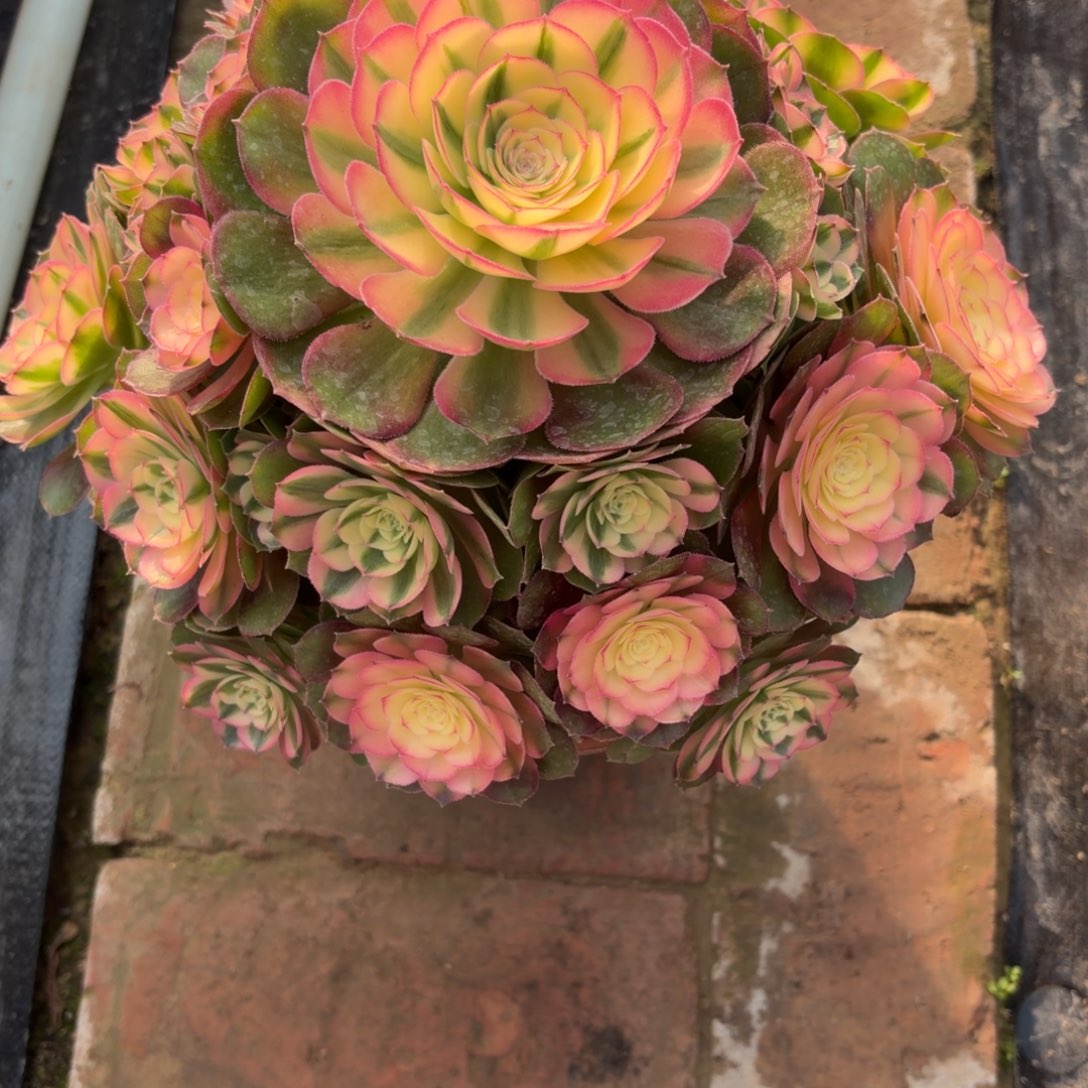 忘***车荔枝老桩093肉肉肉肉