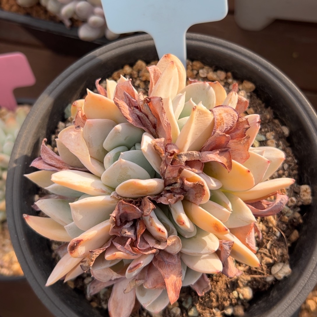 Xue特特价多头111111