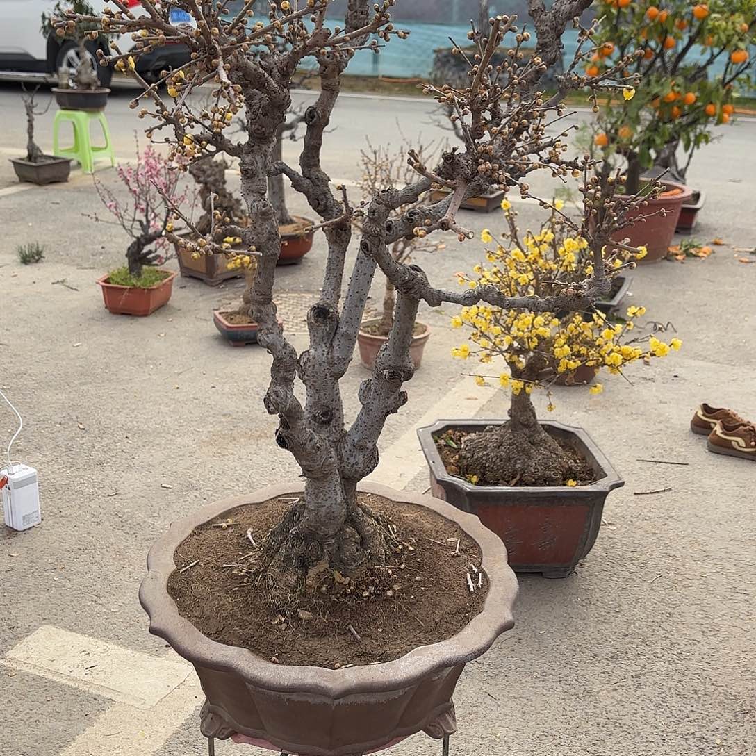 无花朵腊梅盆景造型盆栽花卉