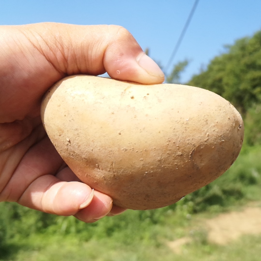 班竹土豆推广临时链接