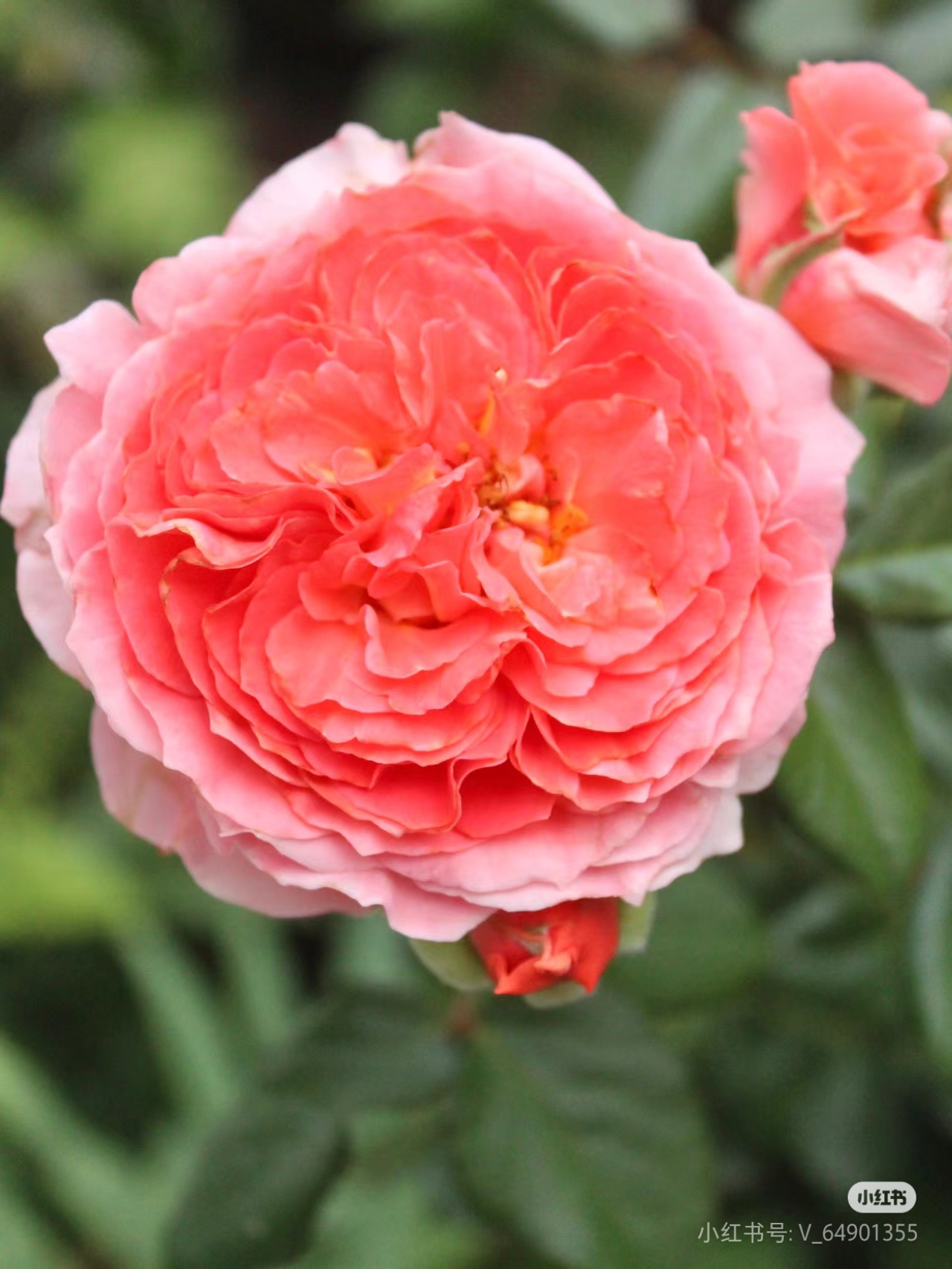 重现月季四季开花