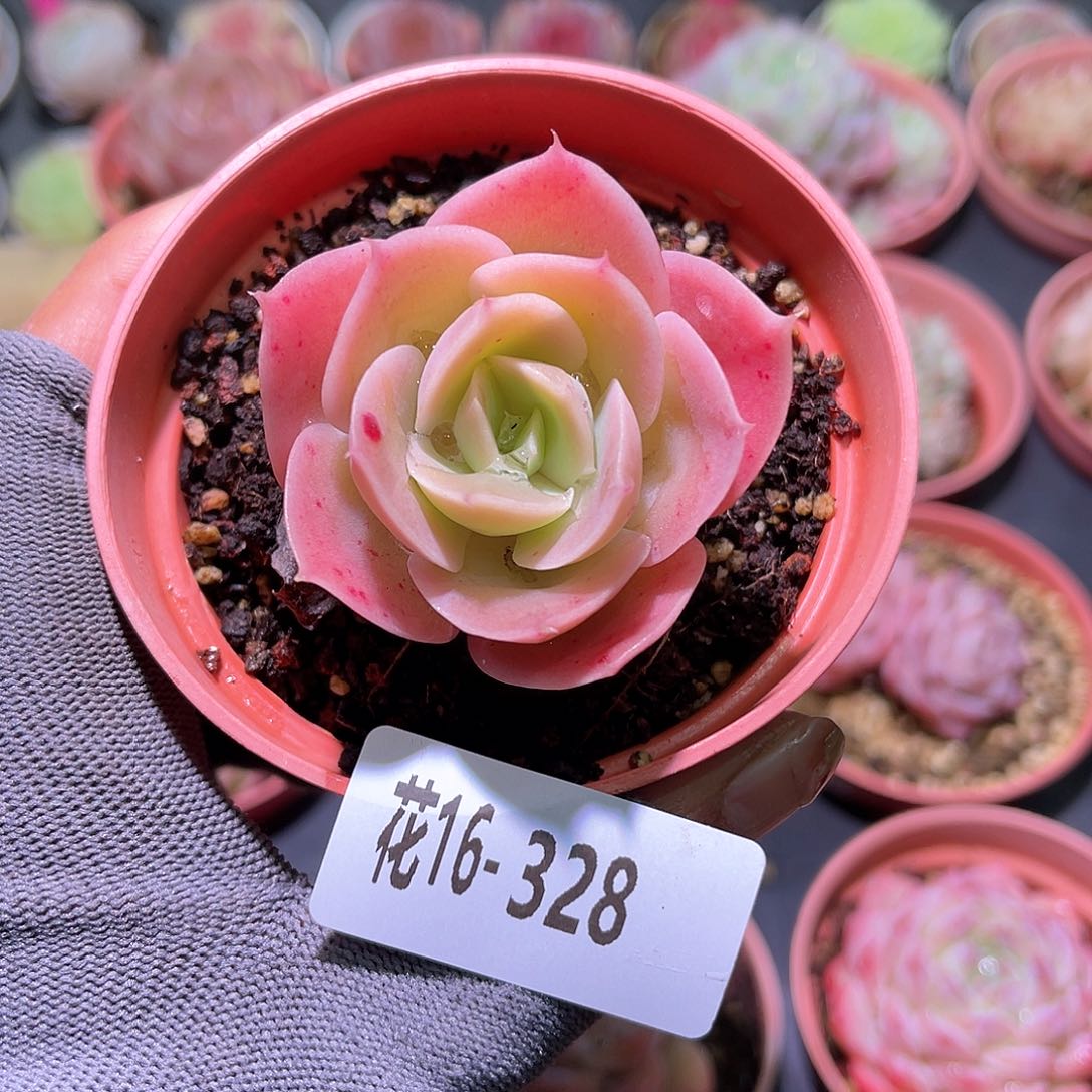 花16-328柠檬酸陈