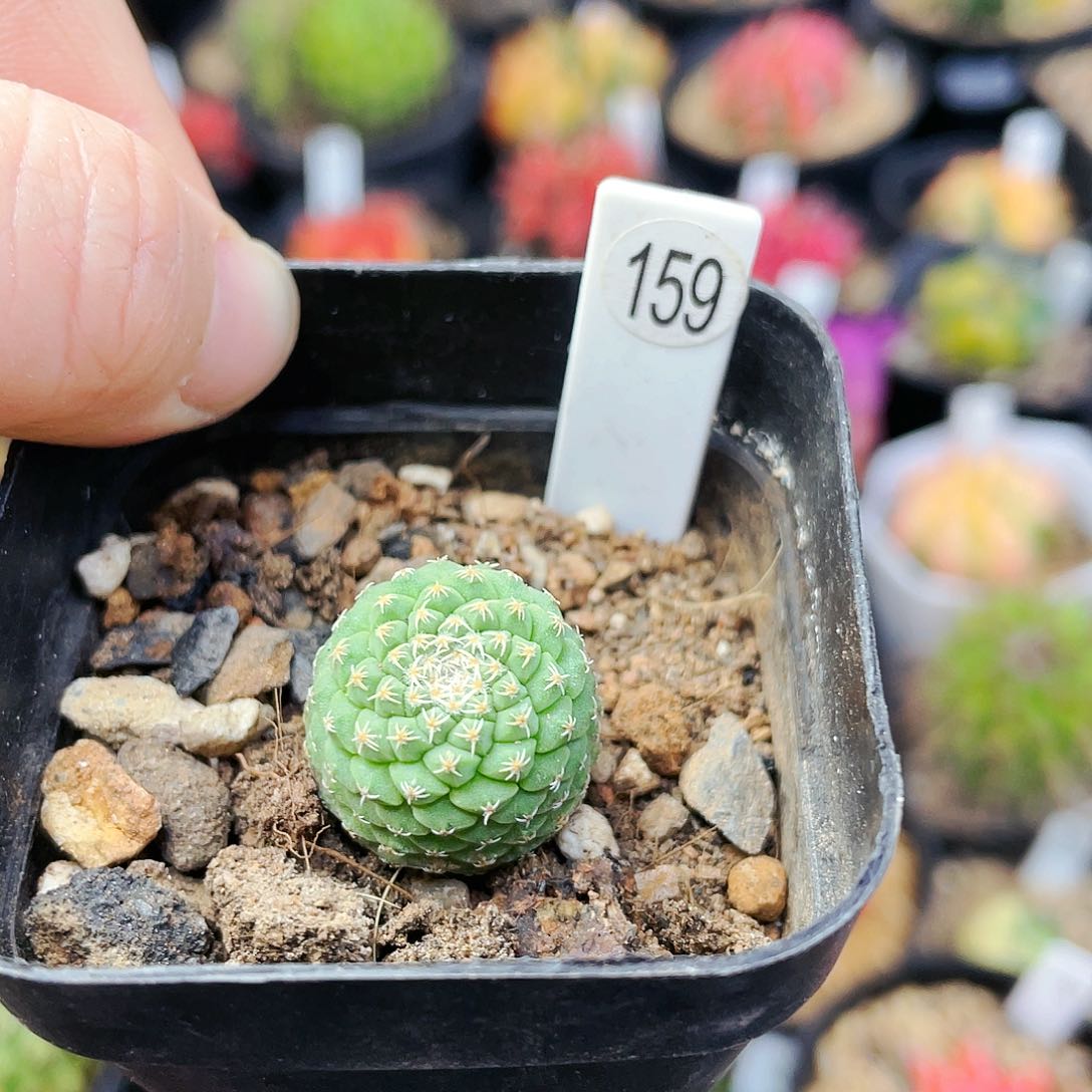 菊水非偏远地区满25包邮仙人球