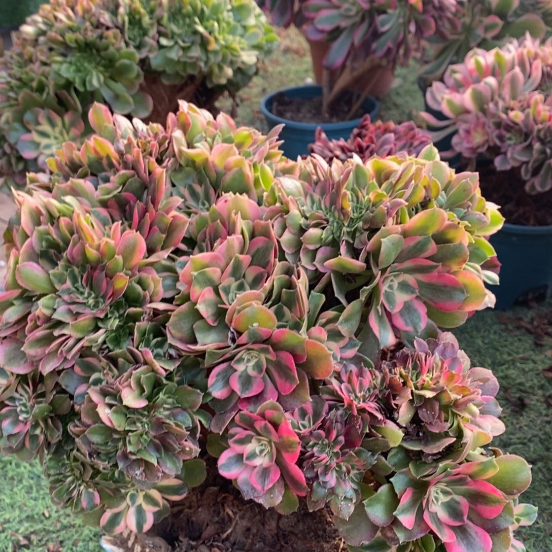 1香妃缀化1颗多肉