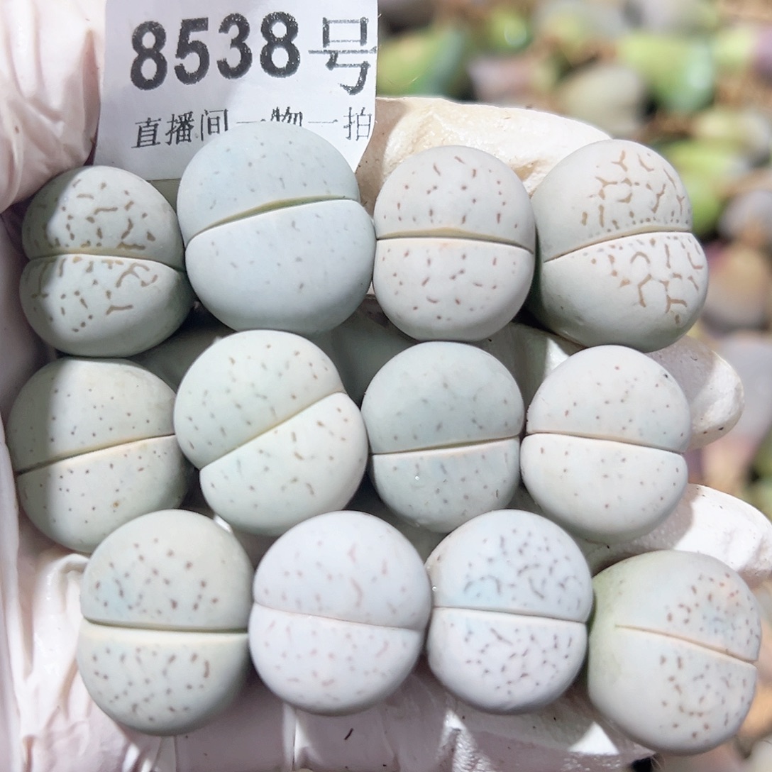 8538 好养易活生石花大母本12个