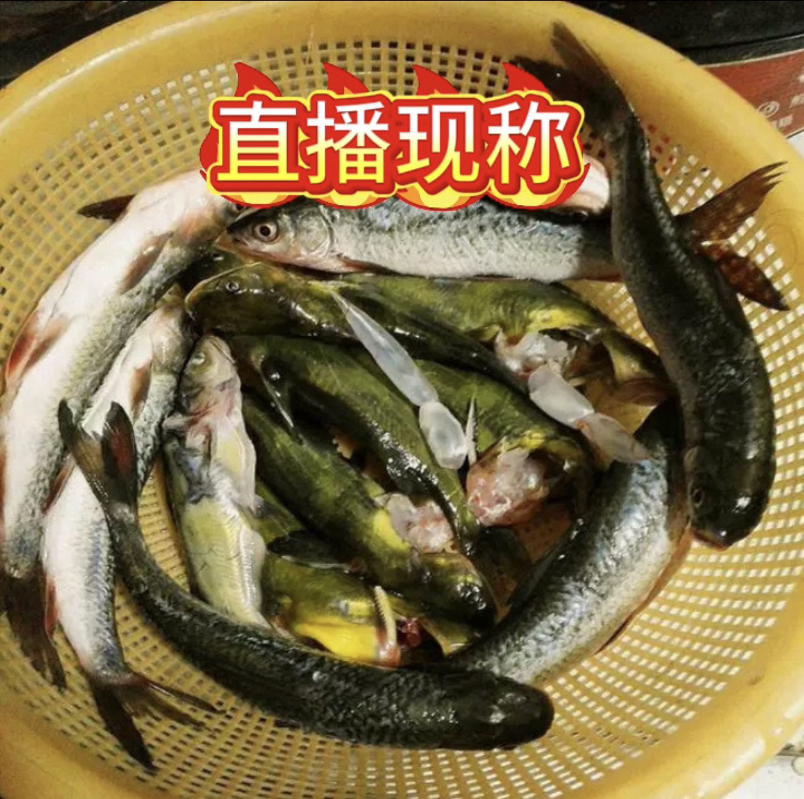 各种鱼类直播现称临时改价链接 实际重量以直播间称重为准