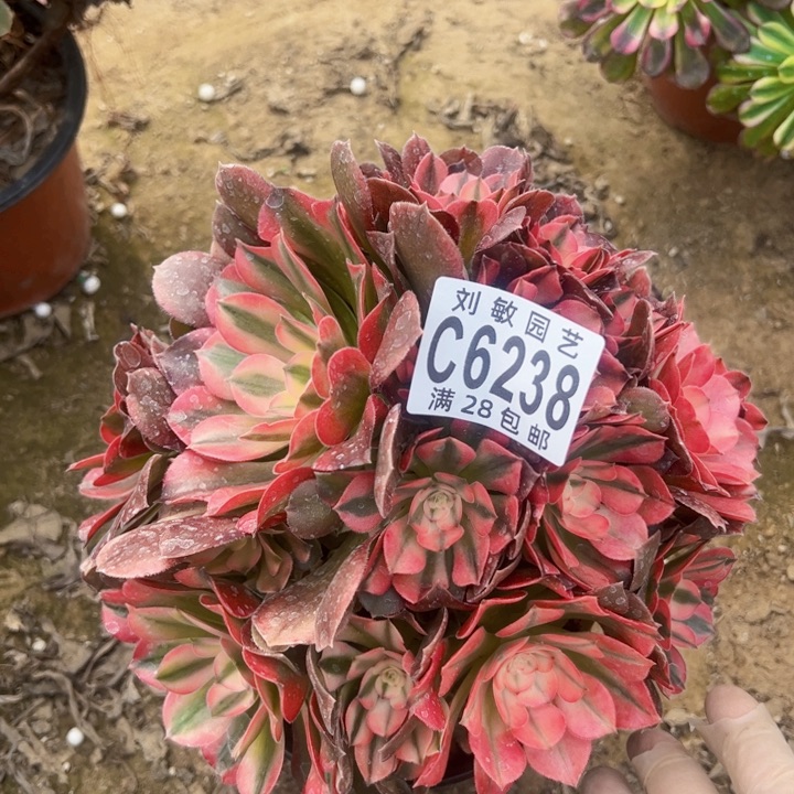 6238香妃多肉植物法师