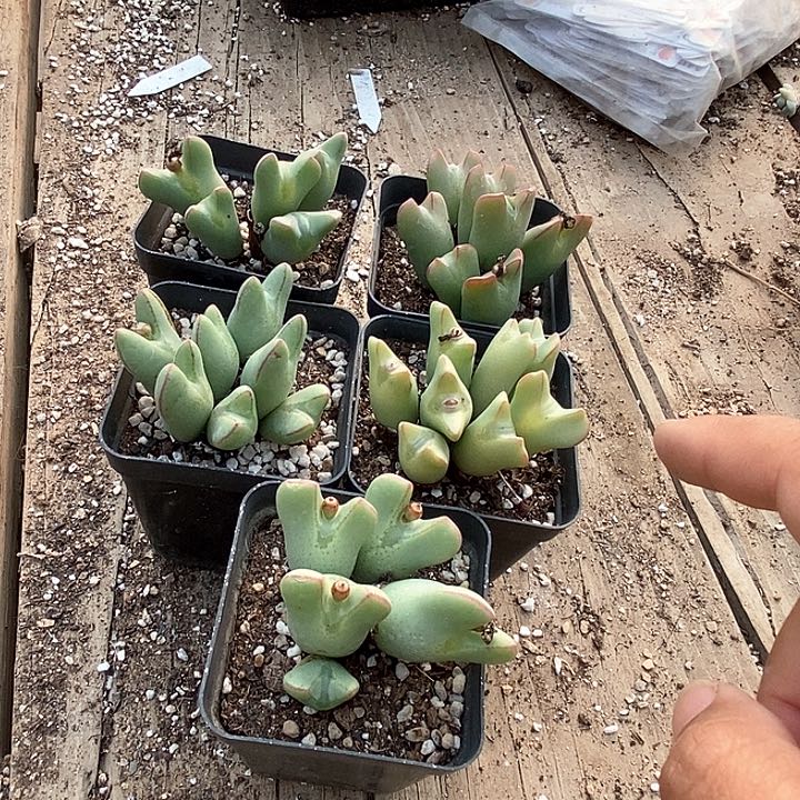 21528皮卡丘群生一颗