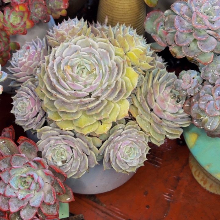 翔***栩老桩精品肉肉露娜莲