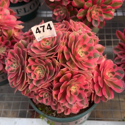 474女巫20厘米左右