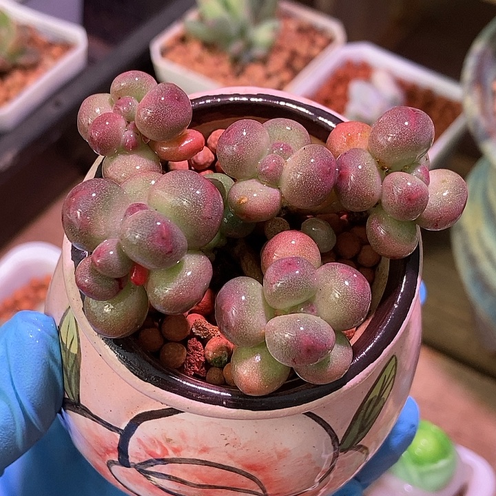 苹果奶酪多肉植物