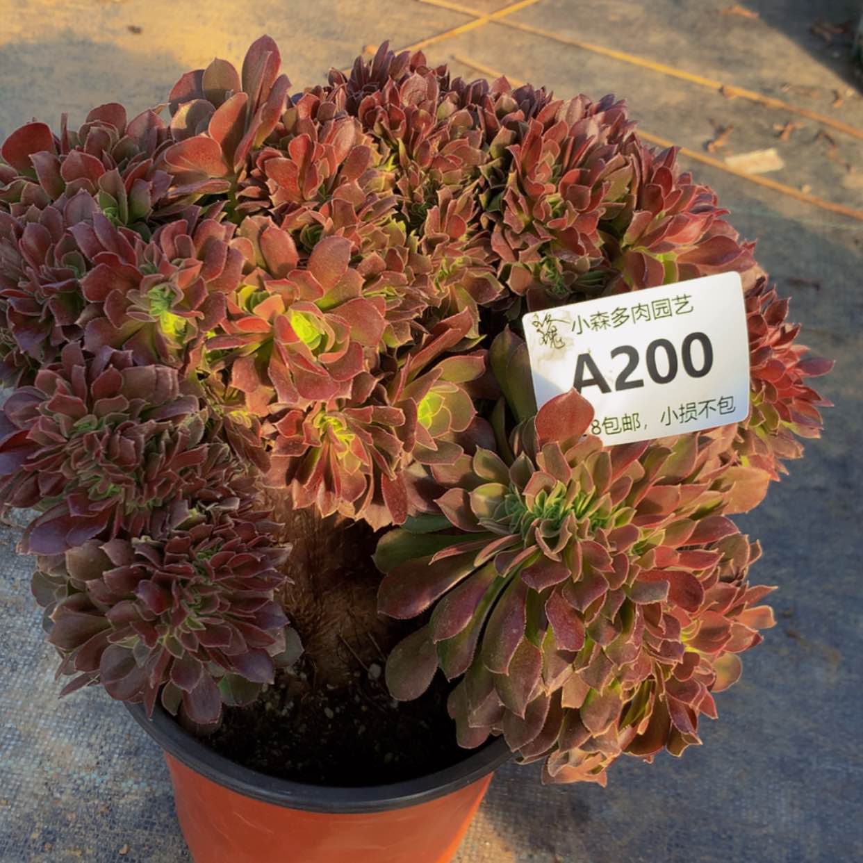 【闪购商品】200玫瑰多肉