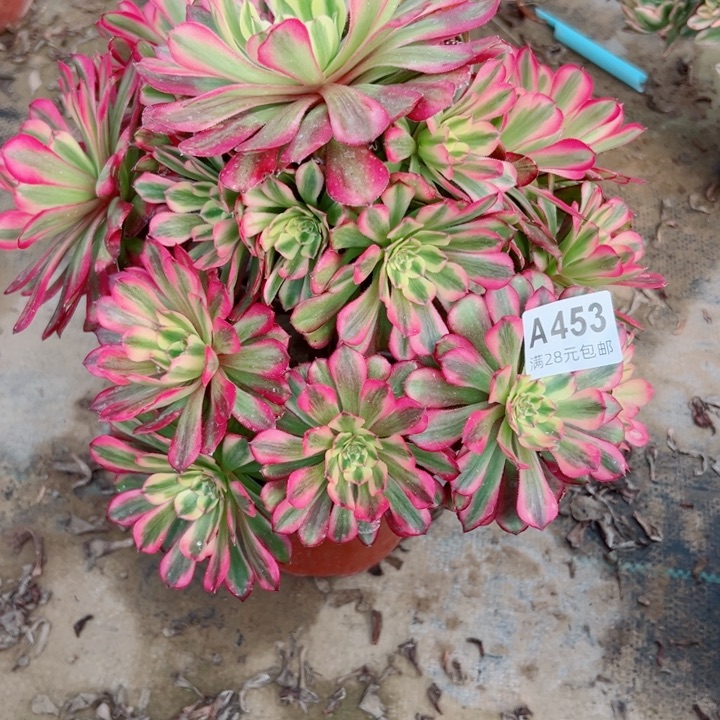453舞天姬多肉植物