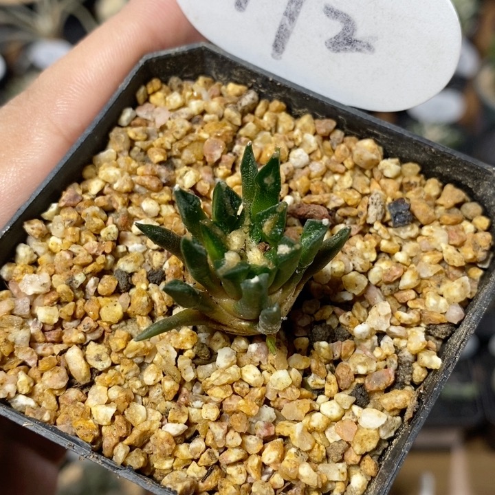 172号实生黑牡丹2.5cm