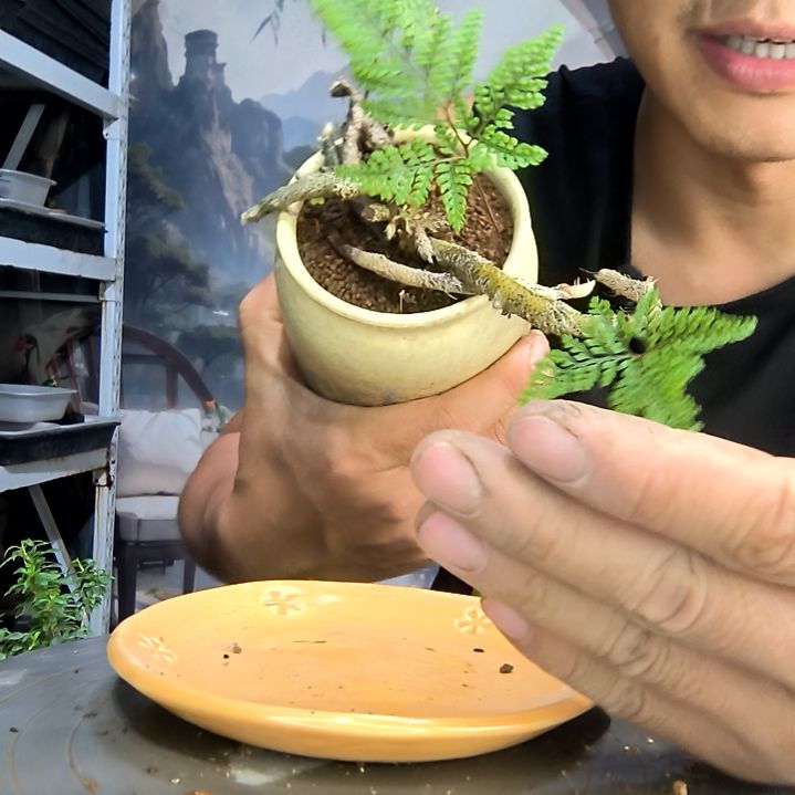 是****?中青园艺一物一拍192