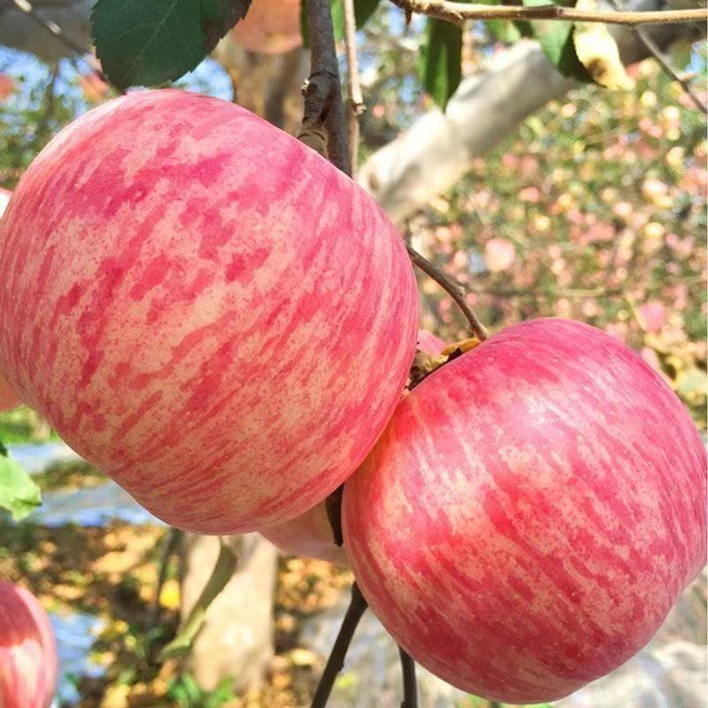 正宗山东烟台红富士苹果脆新鲜水果苹果一整箱批发