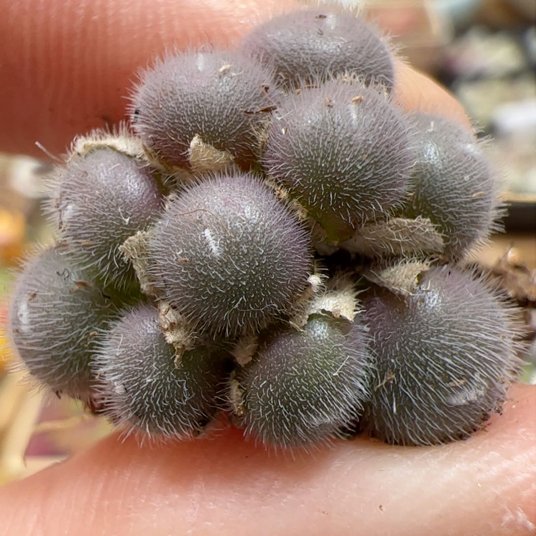 【闪购商品】149 毛球