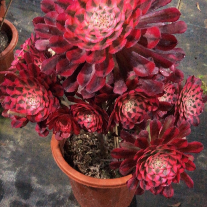 红同白多肉00600000000