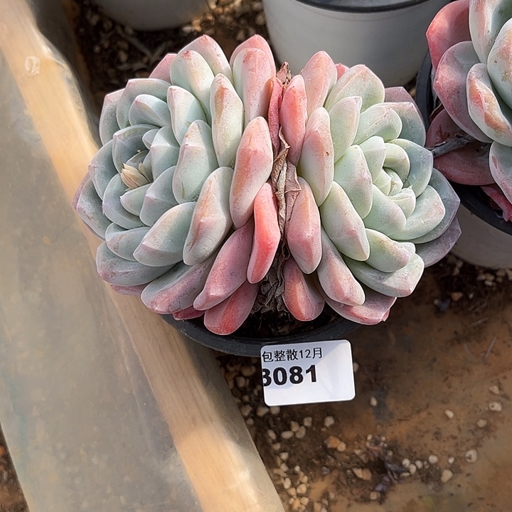 阿雅园艺。      3081 