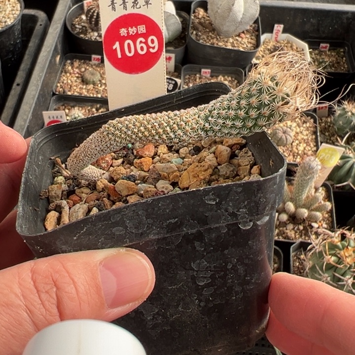 实生长刺迷你牧师一棵